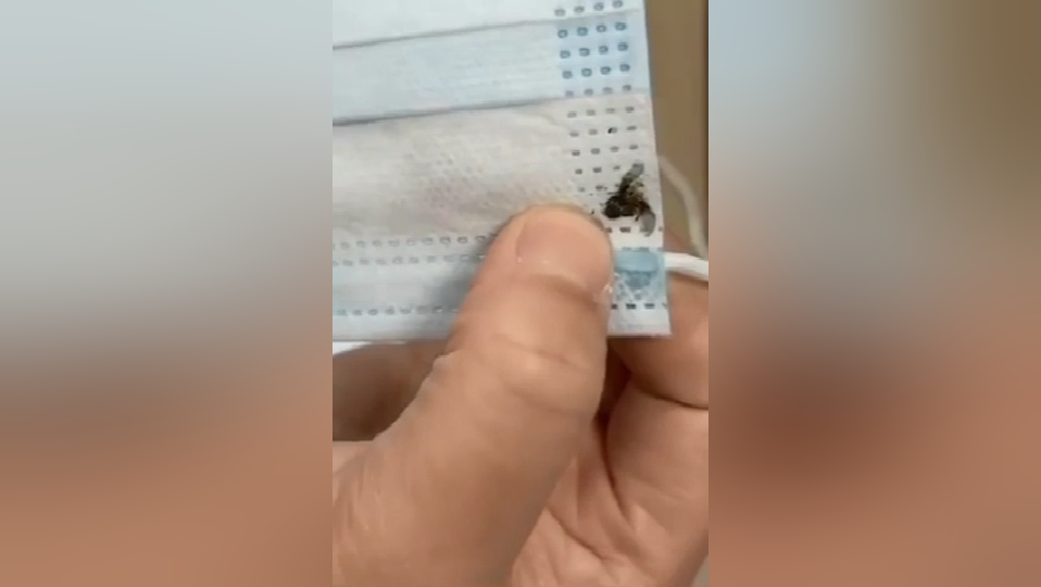 网友爆料购买了河南35万只劣质口罩 连死苍蝇都有.png 网友爆料购买了河南35万只劣质口罩 连死苍蝇都有.png